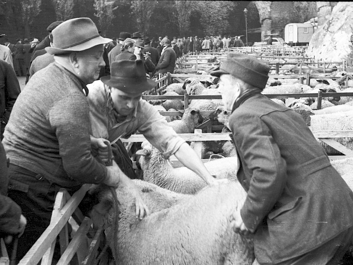 Schafmarkt 1952
